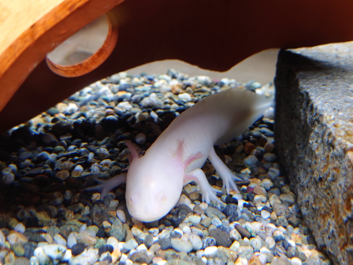 マコラ☆＆☆オリオン on X