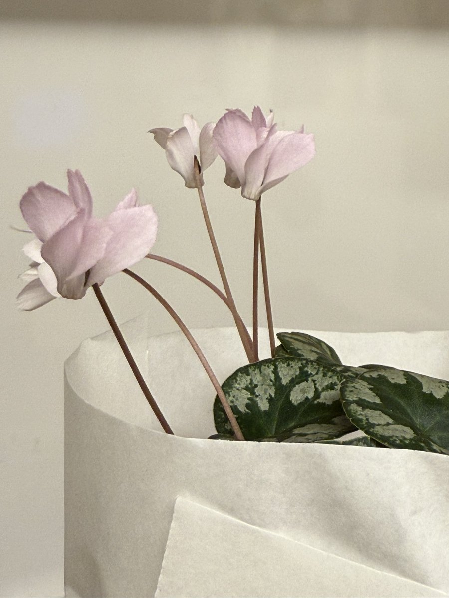 たろうたがやし 様-M 太郎 on X