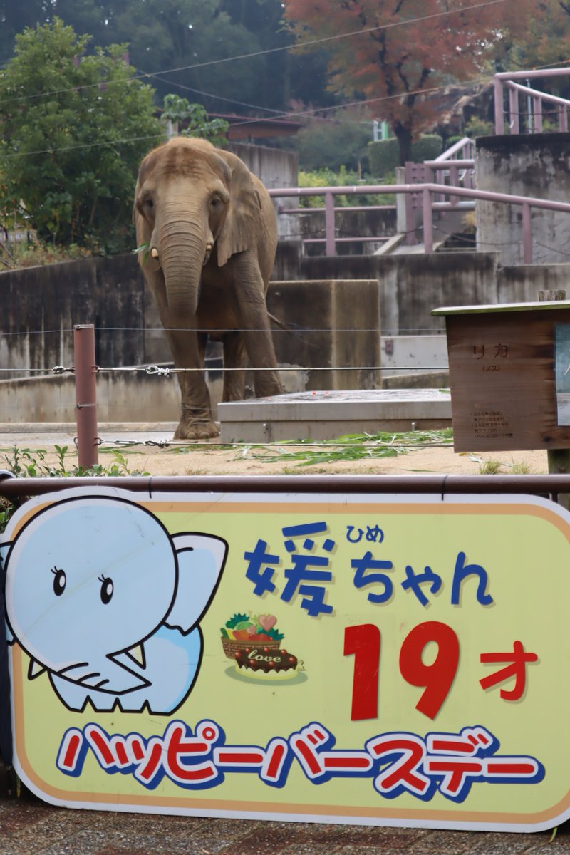 水彩画　(象) なお on X