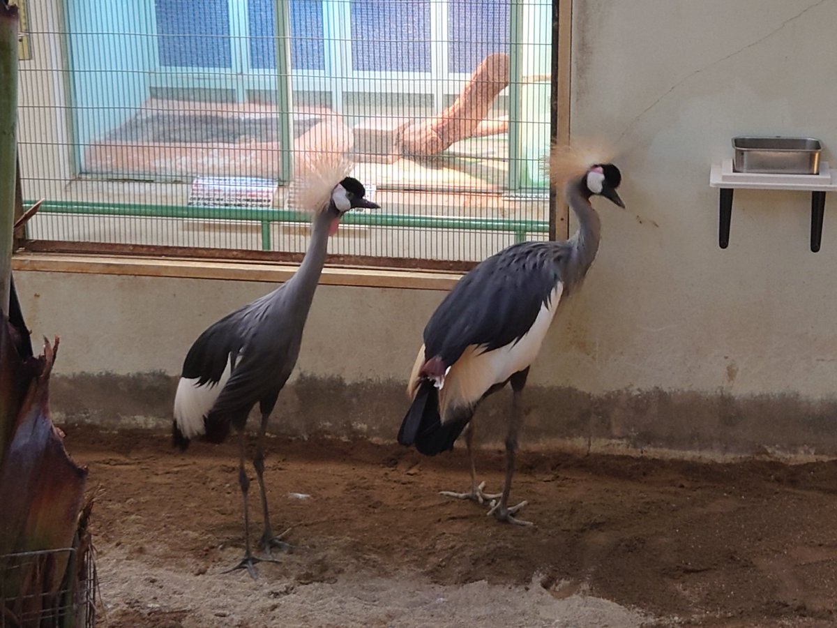 マコラ☆＆☆オリオン on X