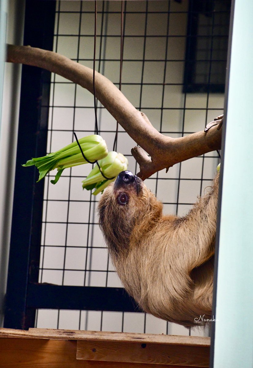 絕版款　ナマケモノ　 ななこ on X