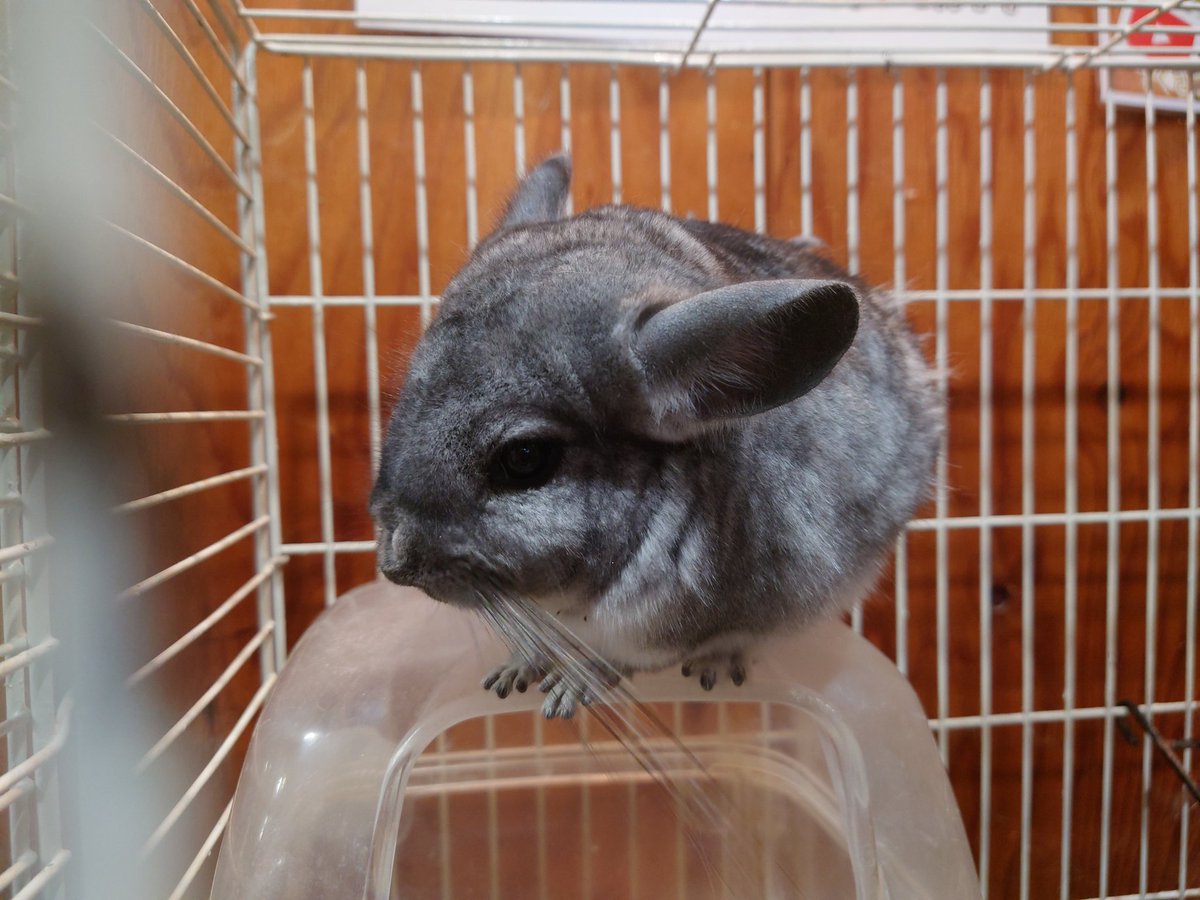 マコラ☆＆☆オリオン on X