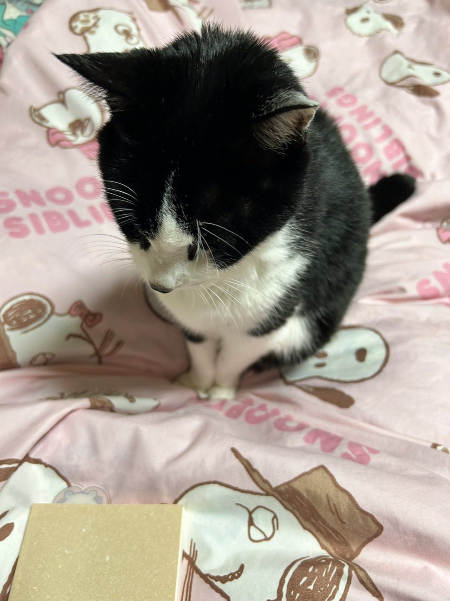 あけみん🌹🎲 (@akemin6beach) / Posts / X