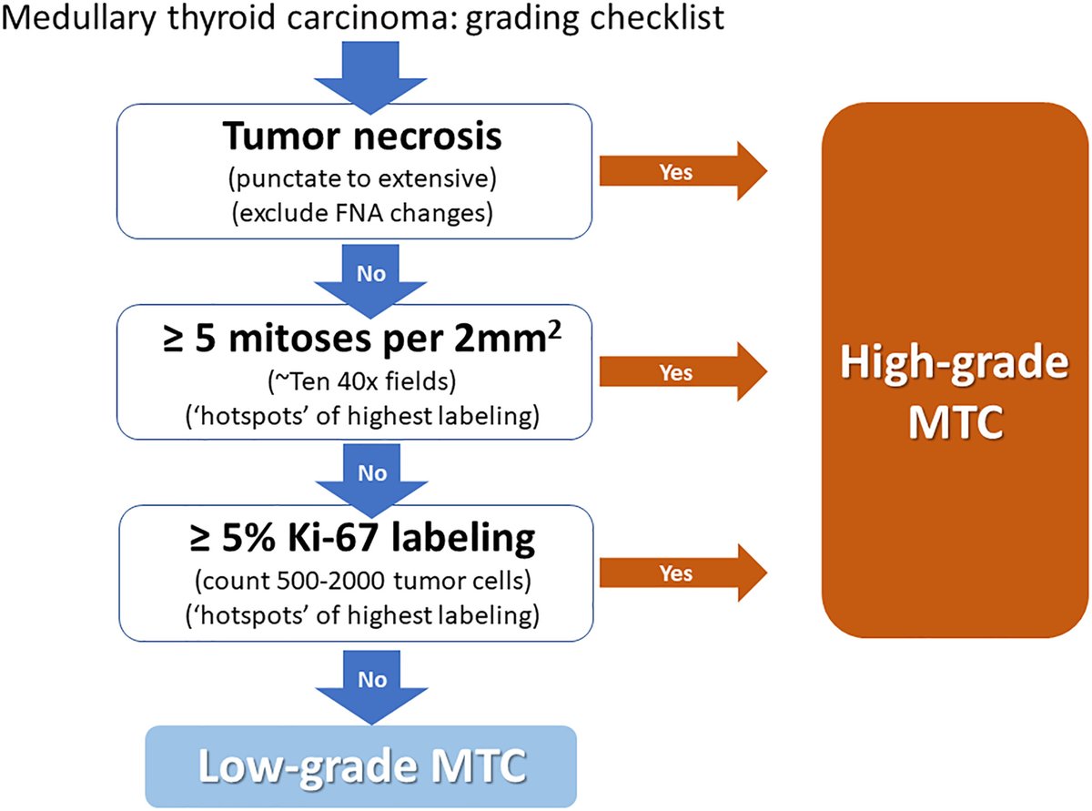 CancerCytopath's tweet image. Coming up at #ASCyto25 | @MichiyaNishino hosts a Short Course w/ @OhoriMd on thyroid molecular #CytoPath according to the #BethesdaSystem. Revisit Dr. Nishino&apos;s #FreeAccess commentary on cytologic risk stratification of medullary thyroid carcinoma: acsjournals.onlinelibrary.wiley.com/doi/10.1002/cn…