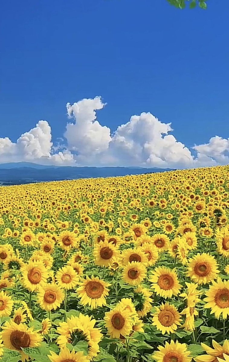 timfromtarget's tweet image. おはよ〜今日もがんばろ 少し疲れたかも。カフェ行こっと☕。焦らずマイペースで 📚