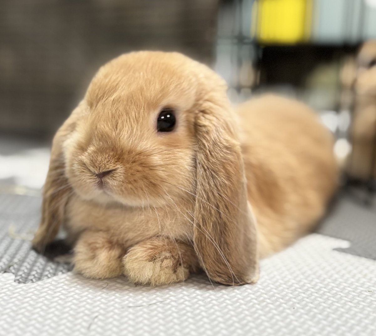 usagino_satou's tweet image. ←マッチングアプリで会う約束したうさぎ
　　　　　　実際に来たうさぎ→