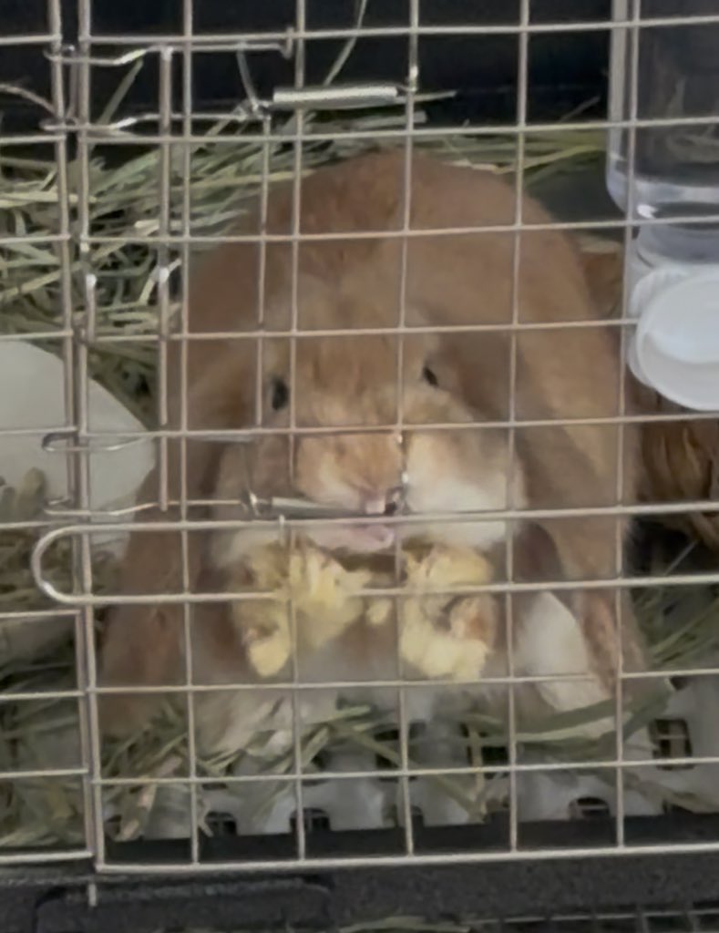 usagino_satou's tweet image. ←マッチングアプリで会う約束したうさぎ
　　　　　　実際に来たうさぎ→