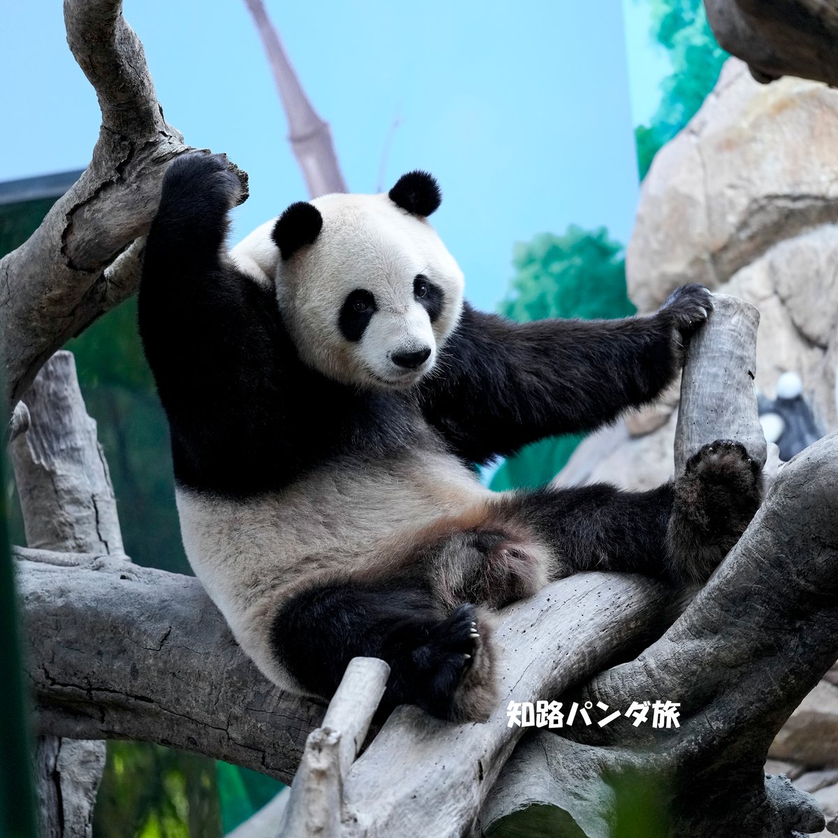 zhiluniannian's tweet image. 2025/8/05 ぬいぐるみとしか思えないほど超絶かわいい #酷酷(クークー)くん😍#広州長隆野生動物世界 が誇る三つ子パンダの末っ子です👍現在１１歳。

#panda #GuangZhouChimelongSafariPark #KuKu
