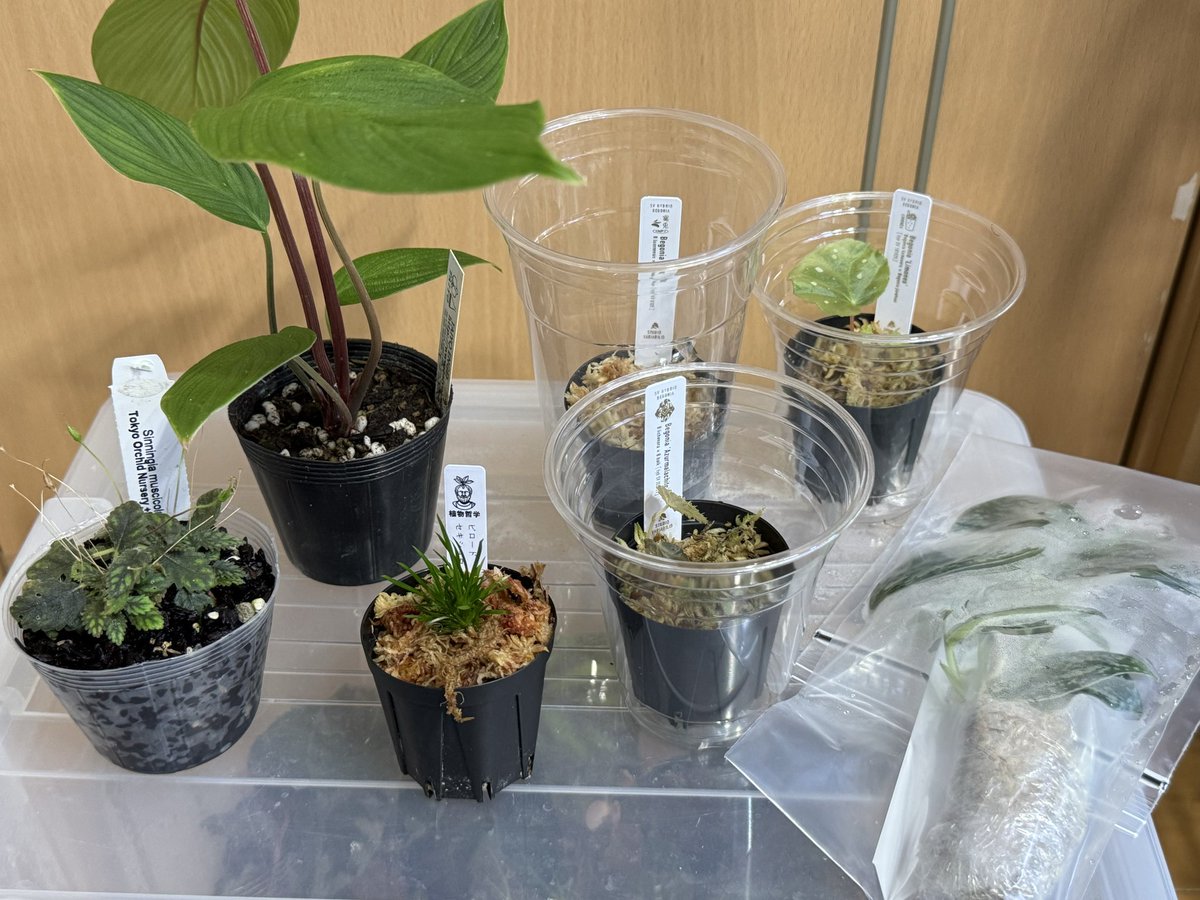 オキボタで買った植物達！