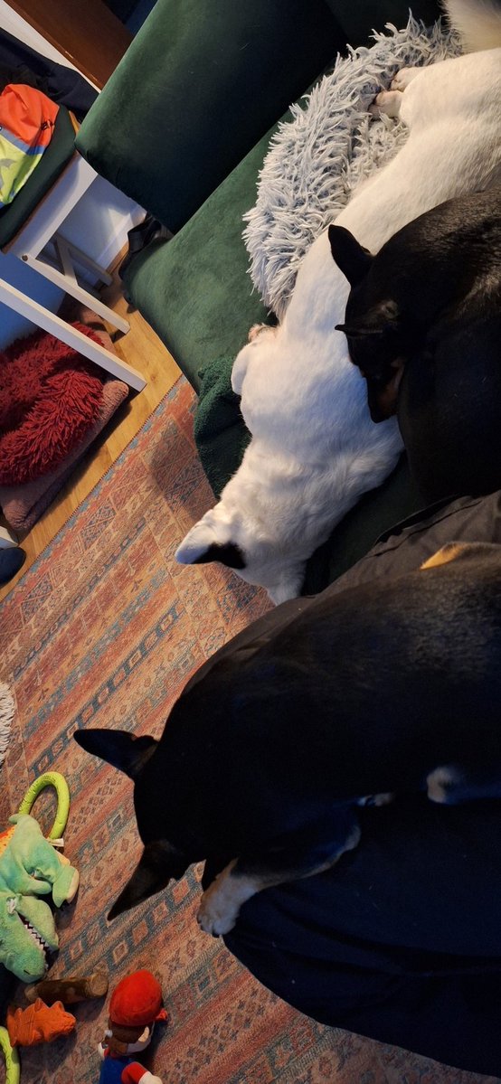 ExegeekPrime's tweet image. Just been to #jollyes - Id bought the wrong lifestage turkey kibble and didnt realise until opening it. They gave me a refund anyway 🫨
As if I didnt have enough reasons to shop there