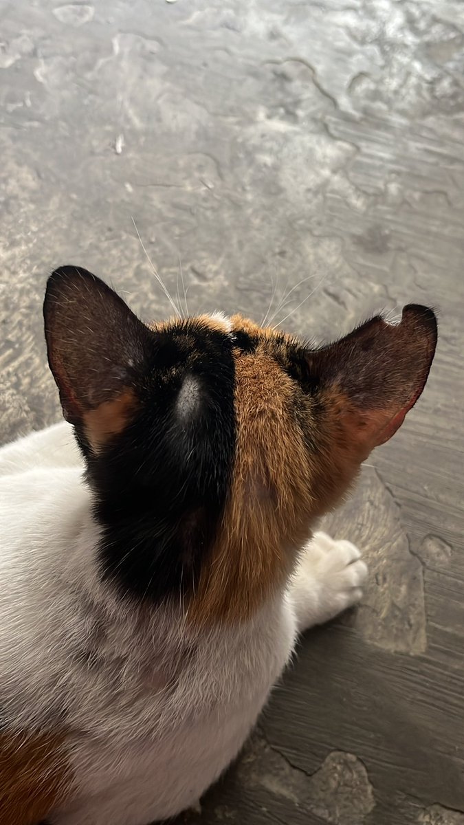 HanyMallows's tweet photo. @navvyia Genshin Asia UID
817705068
🙏🏼🙏🏼🙏🏼

My cat Yuri is shy https://t.co/5GhtF1IFgH