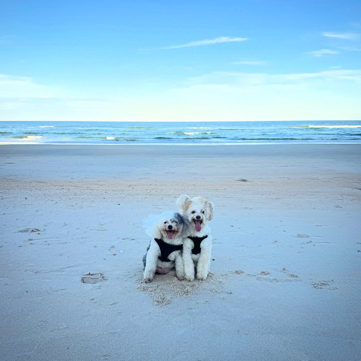 Let’s go to the beach! 🏝️  #dogsofX #beachday #beachvibes #WeekendVibes #dogs