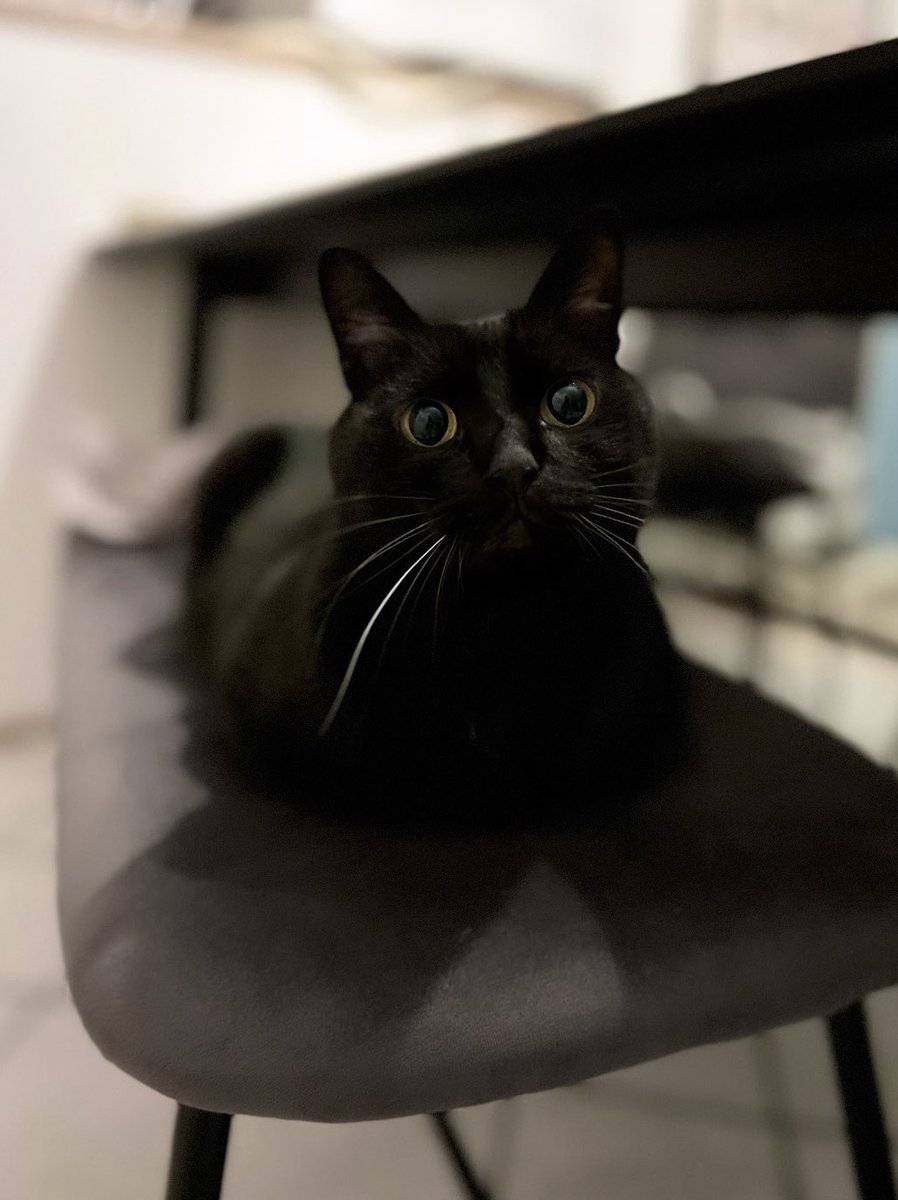 黒猫のこねろく (@nkknrk) / Posts / X