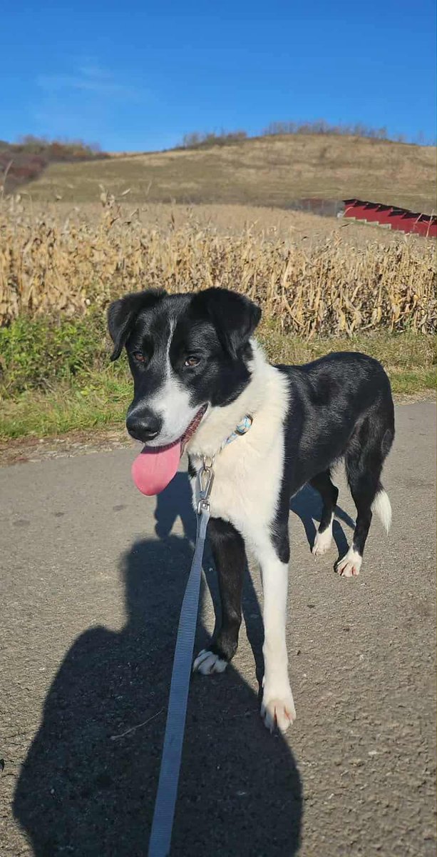 JOY is in kennels in #Worcestershire and he is now AVAILABLE TO ADOPT
Joy was terrified but as soon as he settled and realised he was safe, he started showing his playful side
He is a super dog who loves people, loves to play and walks nicely on the lead.
amiciidogrescue.org.uk/adopt-a-dog