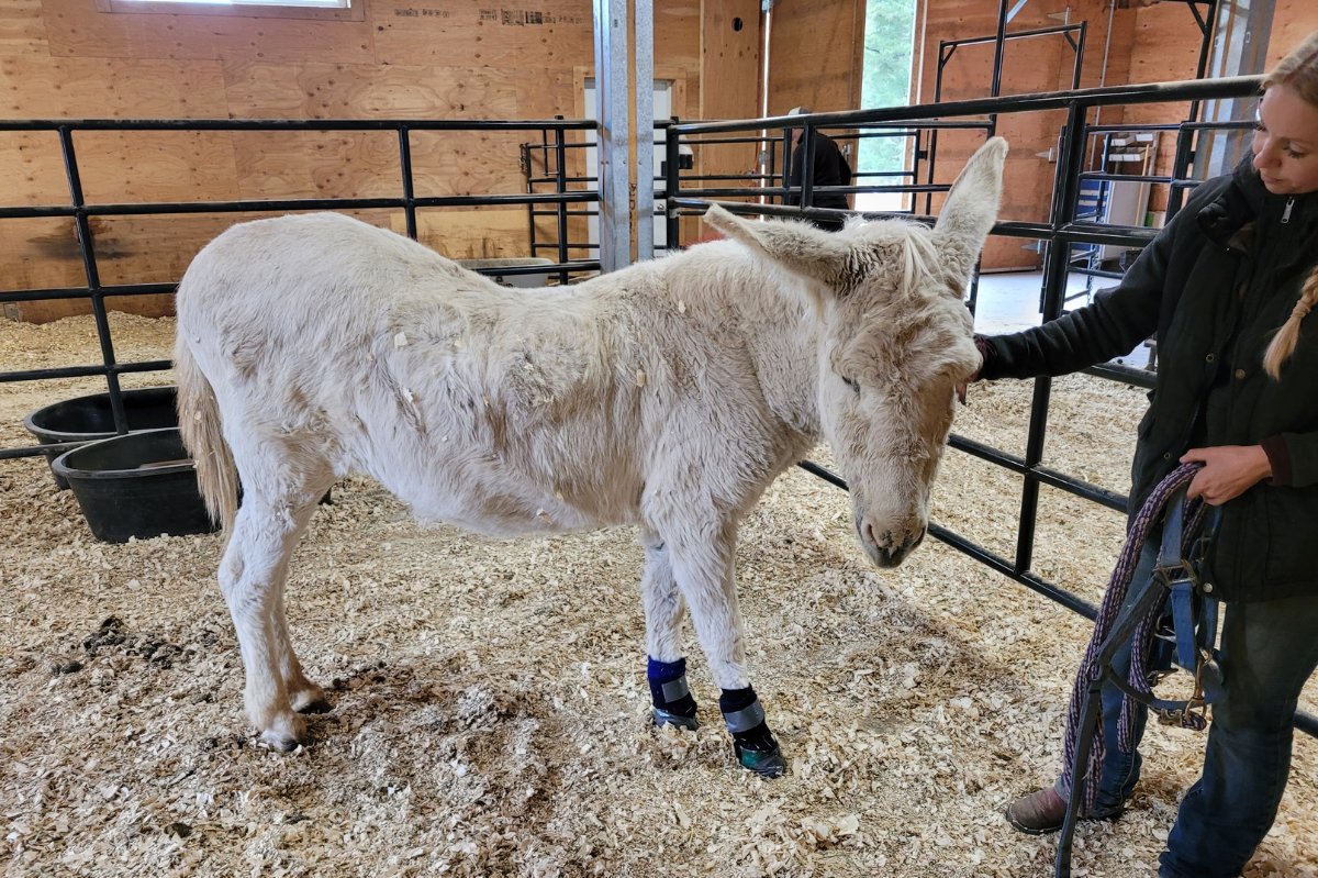donkeyrefuge's tweet photo. 🐎November 2025 E-Bray - Winter Match Fund, Senior Donkeys &amp; More! - https://t.co/ostT5Qh1eC https://t.co/IfBSwEwbaX