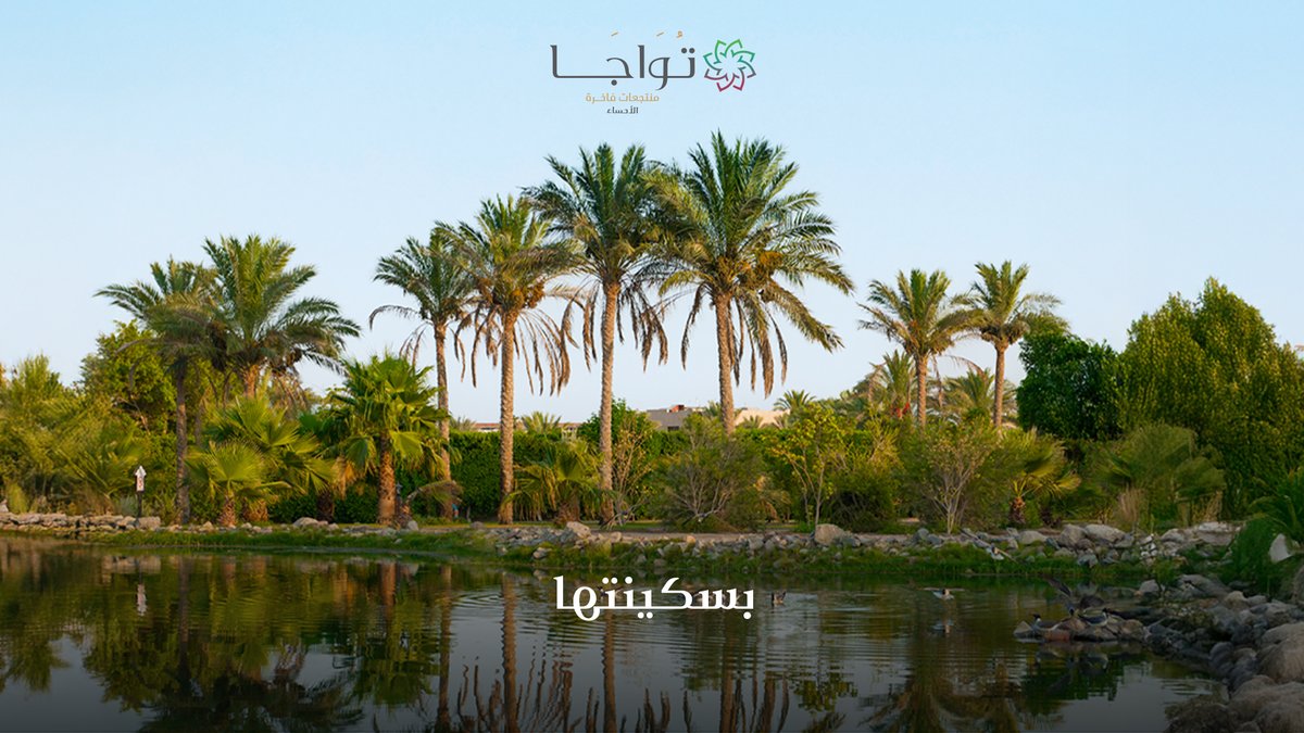 الأحساء، هي أرض الأصالة والطبيعة النادرة...
صُممت منتجعات تواجا الفاخرة في الأحساء لتكون امتدادًا لجمال هذه الأرض، في واحة من التجارب الساحرة

#منتجعات_تواجا #شركة_دان #من_نبض_الطبيعة #الاحساء
