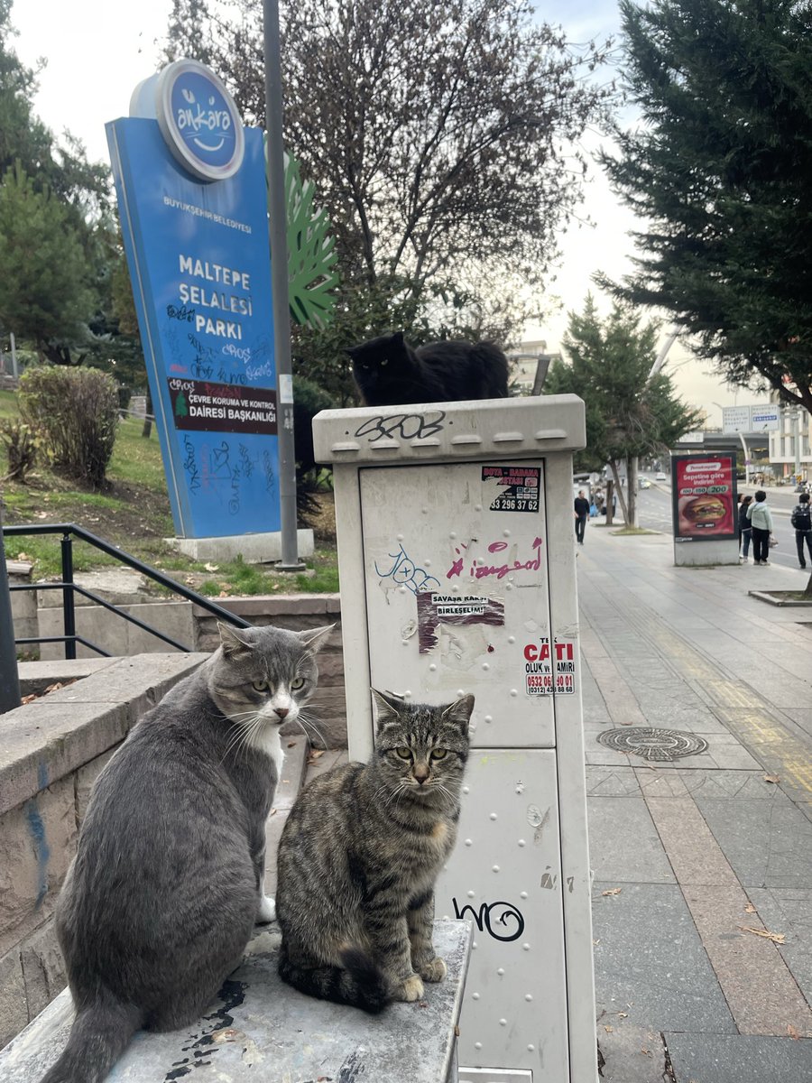 Ankara niye aniden böyle biyer oldu?