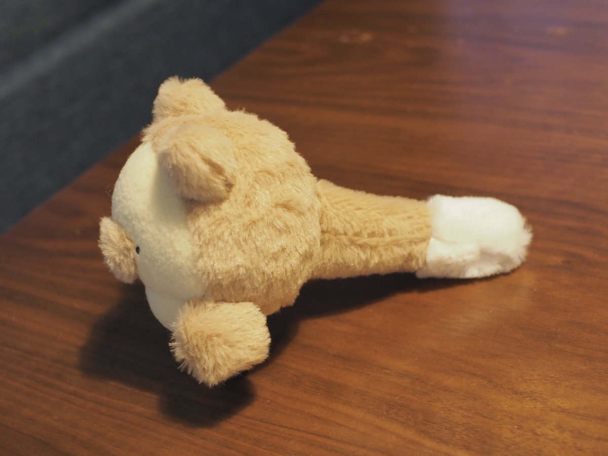 しっぽが大きくて先っぽが白くて、めちゃくちゃｻｲｺｰなんだ