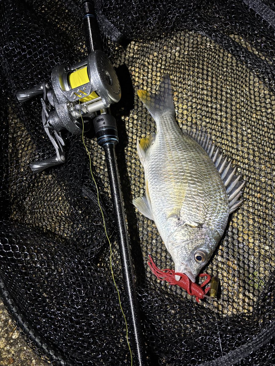 雨が弱まる予報だったので、短時間だけ近所へ。
２日続けてキビレゲット😁

#ospsaltwater
#ospソルトモニター2025
#フラッターチューブ
#LoongzeJapan 
#エアライト
#pr
#がまかつ
#寧音77H
#チニング