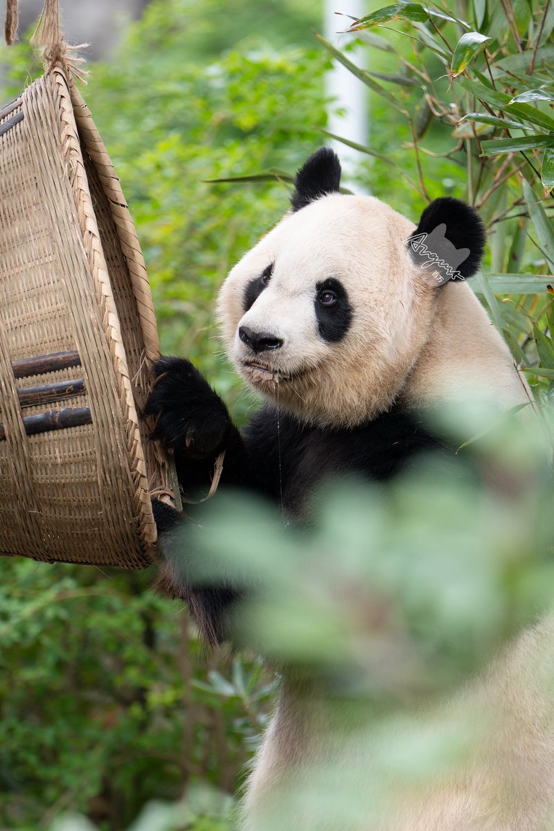 CuZoo CuPanda パンダ 大熊猫 キューズー キュービックルーム CuZoo