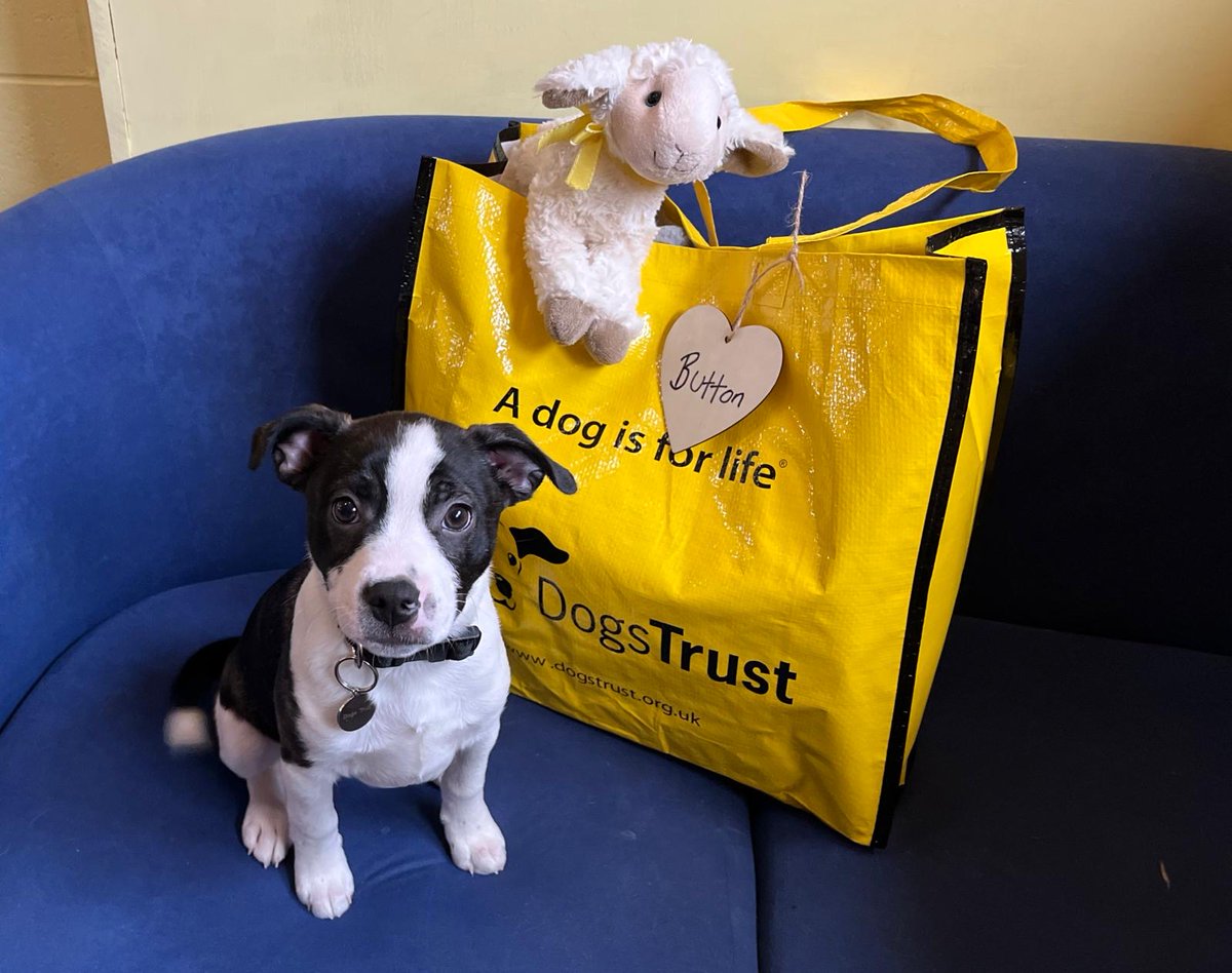 DT_WestCalder's tweet image. Little Button couldn&apos;t wait to pack up his big yellow bag!💛

He said his final goodbye to his foster carer as he headed off to his forever home! 🏡

@DogsTrust 
#BigYellowBagDay
#AdoptDontShop
#ADogIsForLife