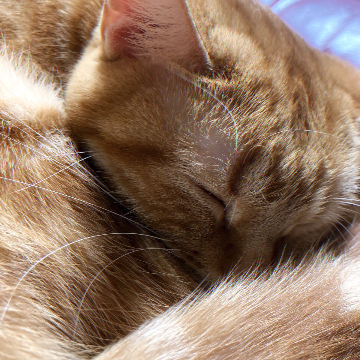 にゃぱねっと♂ on X