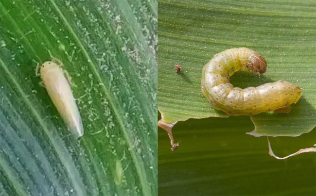 Hay que seguir monitoreando🔎🪰🐛

Maíz. Con la chicharrita prácticamente ausente, ahora la Red de Monitoreo alerta por otra plaga dañina

➡️ agroverdad.com.ar/2025/11/maiz-c…

 #40AñosAV #AgroTitular #AgroCordoba #agro #campo #plagas #chicharrita #gusanocogollero