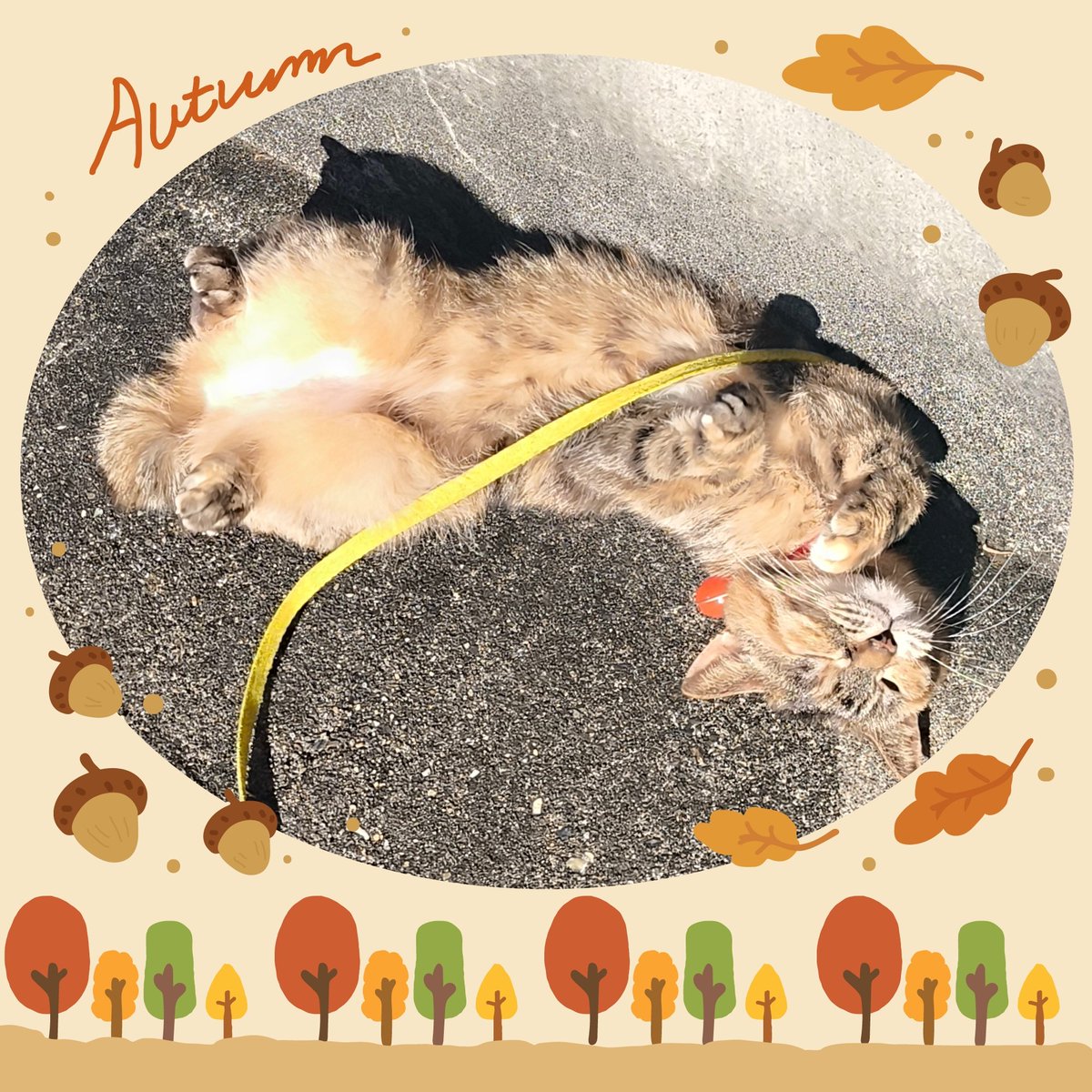 ポラ猫 麦わら猫(胡蝶らら)✻*˸ꕤ*˸*⋆ on X