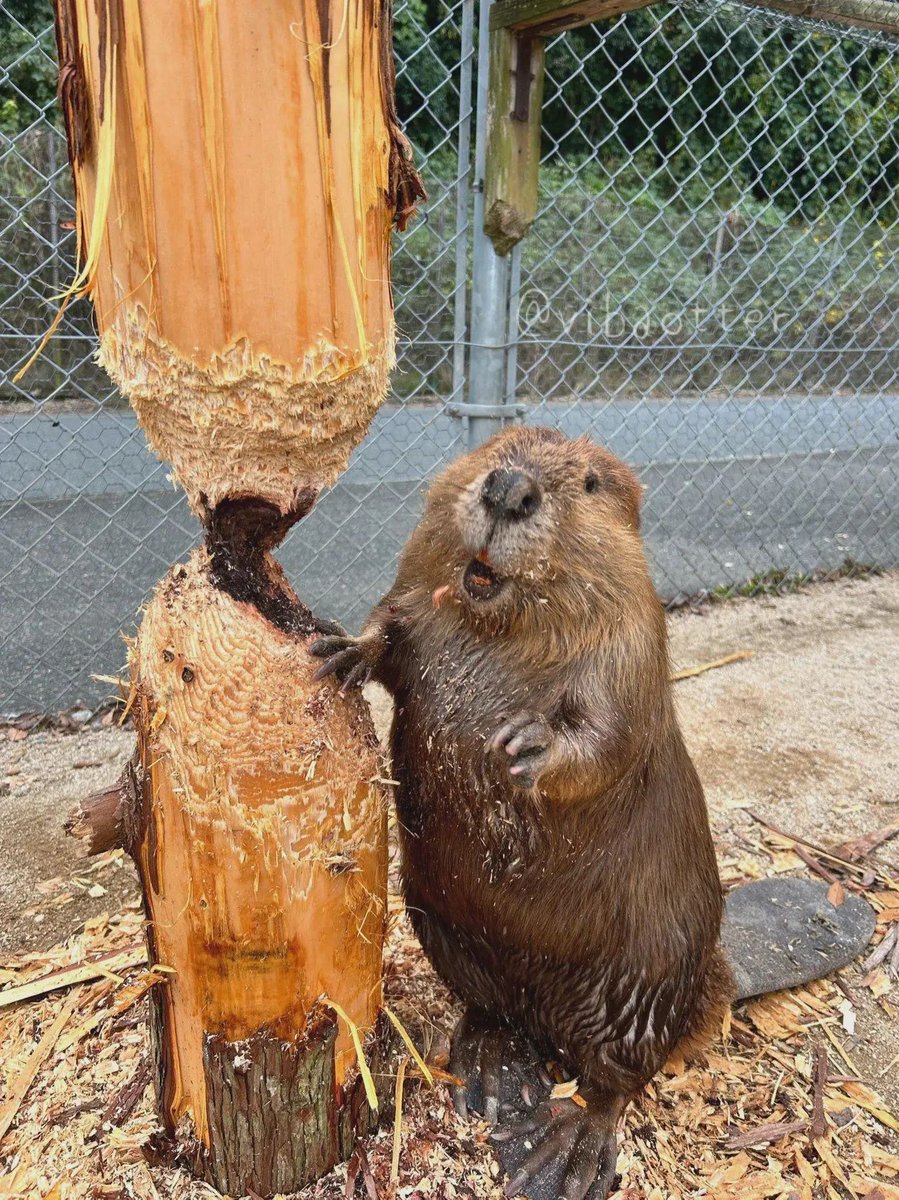 This beaver is really proud of his work.