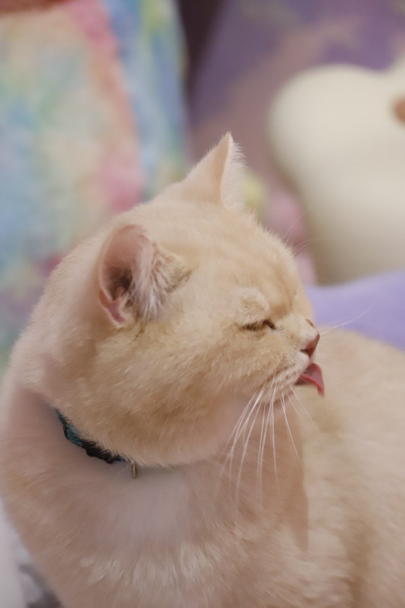 サニー部屋のモデル猫のサニーが
サニー部屋を紹介してくれてますʕ•ᴥ•ʔ

スタジオのご予約をお待ちしてます🐈

#おにくスタジオ
#onikustudio