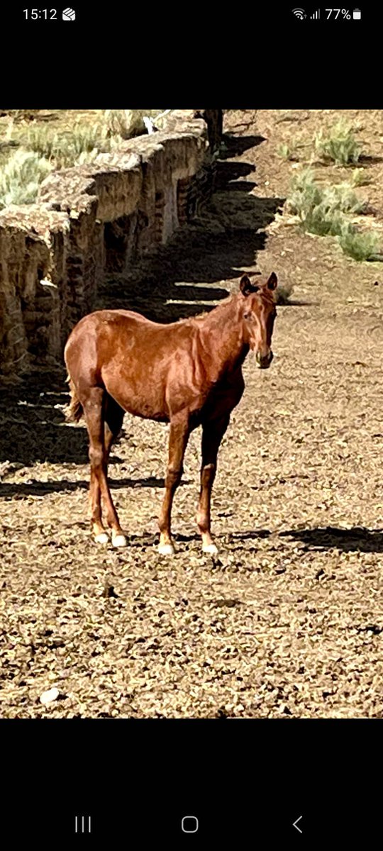 Yeguada Kantauri tweet media