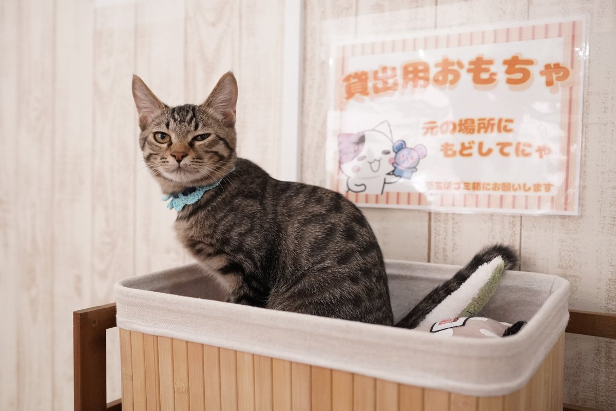 猫さん ｶゝ す