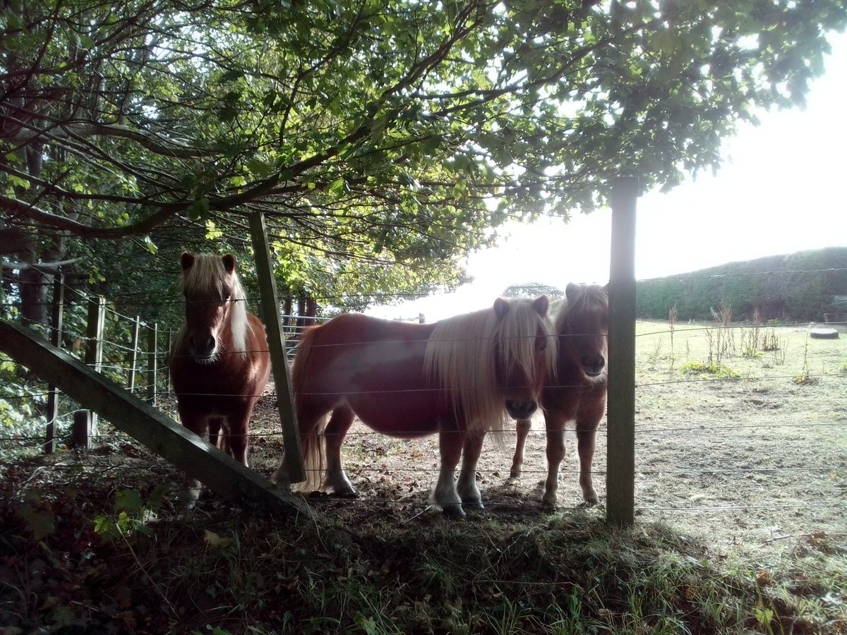 DavidRoger1951's tweet photo. Dreich verging on drookit here 🌧️. No #Shadows so here's one I made (much) earlier - the Shetland pony family enjoying the shade on a warm summer's day #2 🐴🐴🐴

#AlphabetChallenge 
#WeekSforShadows https://t.co/RRqTYcqR2d