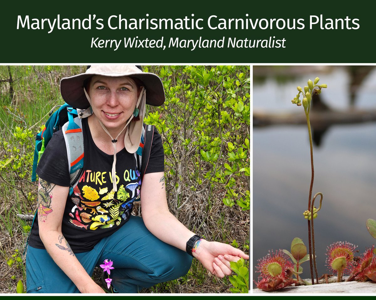 Friends of Oregon Ridge Speaker Series –
Maryland’s Charismatic Carnivorous Plants
Kerry Wixted, Maryland Naturalist
Wednesday, November 19; 7 - 8:30 p.m. …egonridgenaturecenter.wildapricot.org/event-6284341A…
$10 per person
(FREE for Friends of Oregon Ridge Members)
