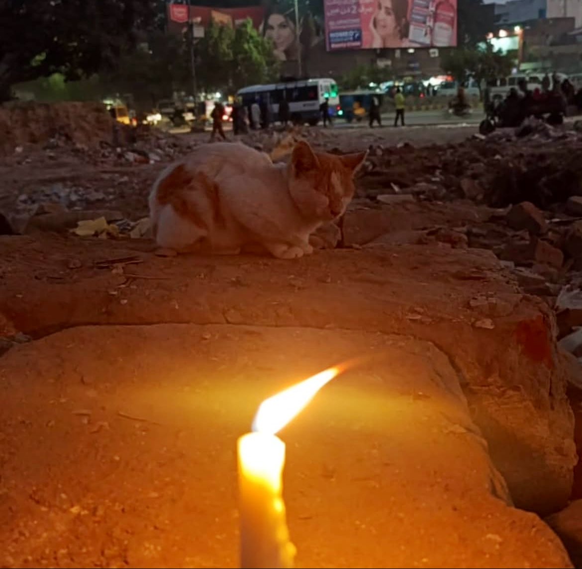 Lahore Pet Market 💔