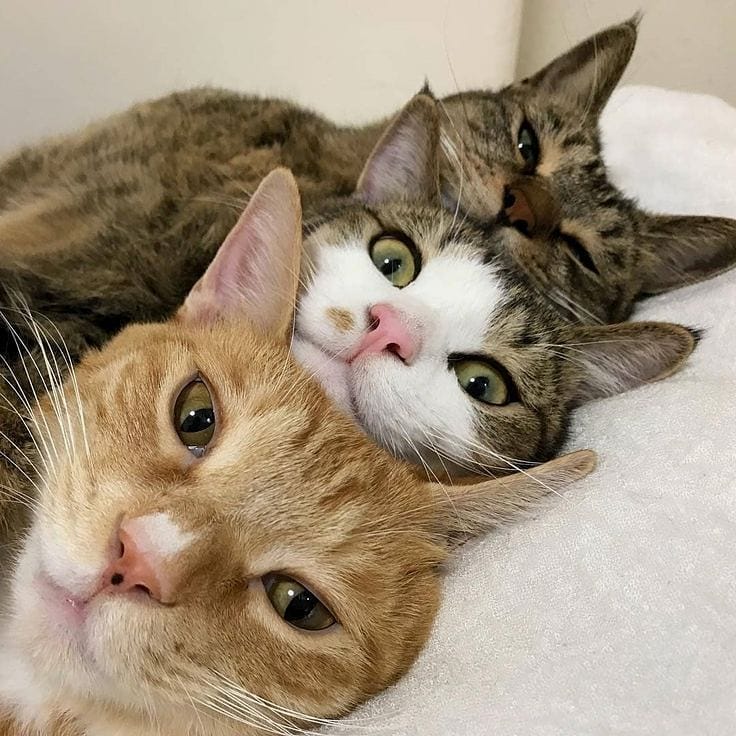 Punch Cat (@punchingcat) on Twitter photo 