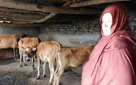 کله ،چې په ۲۰۰۱ کال کې غربي ښکېلاک پر وطن چپاو راوړ ، ورسره یې فرهنګي یرغل له کارونو څخه کليوالو ښځو ته د خیاطۍ ، د چرګانو ،غواګانو فارمونه  او ډول ډول پرګرامونه پیل کړل تر څو څنګه وکړی شي افغان مېرمنې له کورونو بهر او دوي خپلې موخې ته ورسیږي .