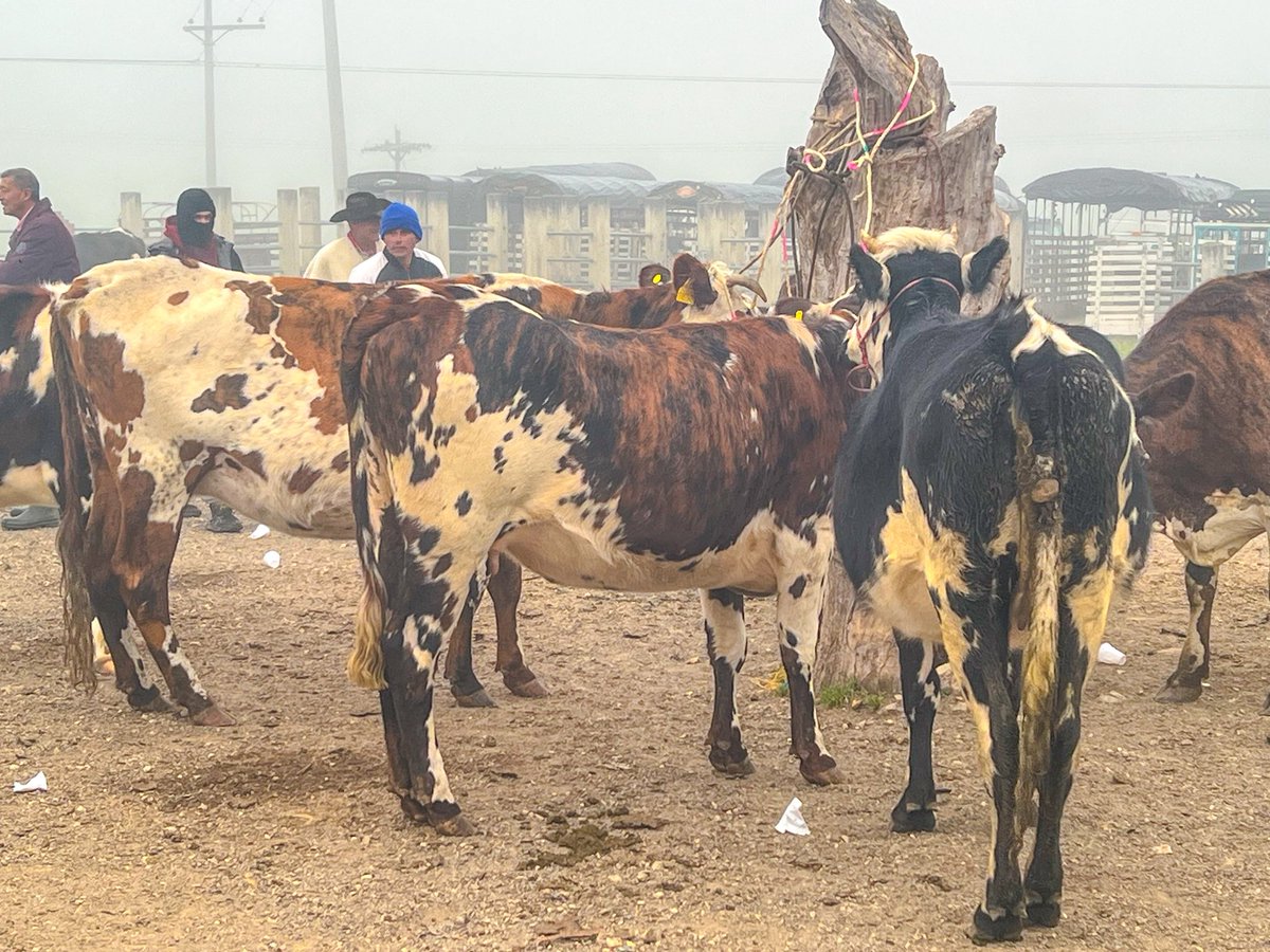 Planes de #domingo y ustedes ¿Qué van a hacer hoy?
