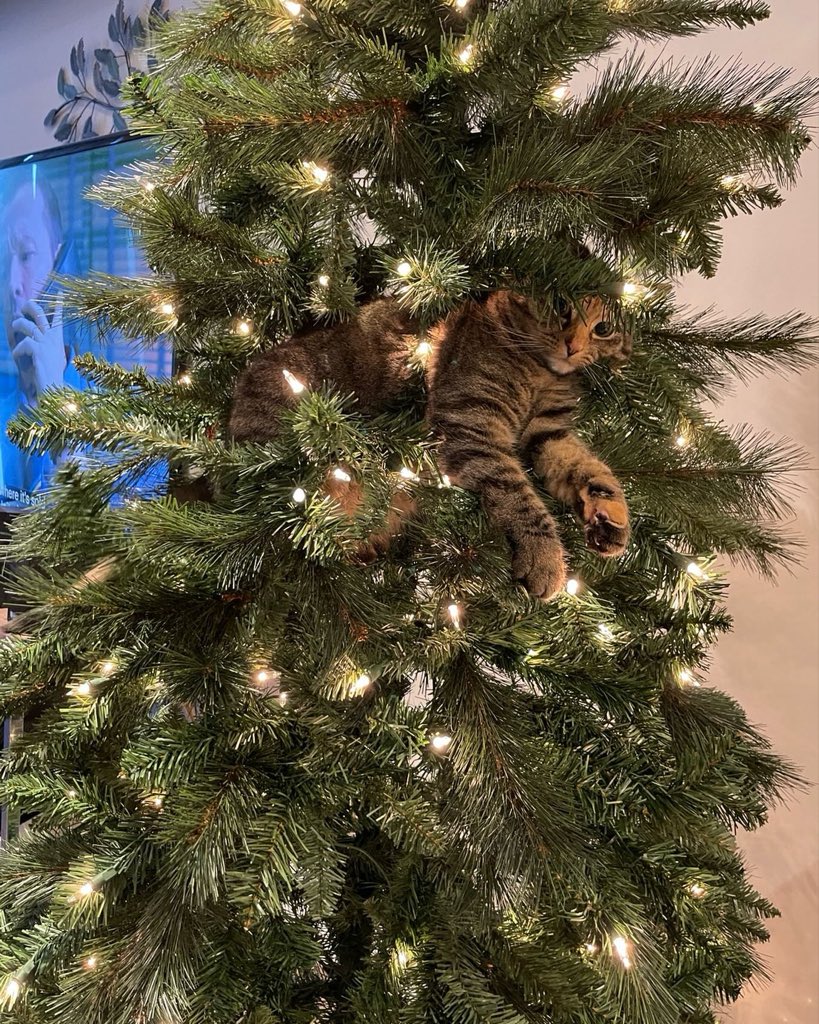 BetterWithCat's tweet photo. https://t.co/cVd6I4Ycel