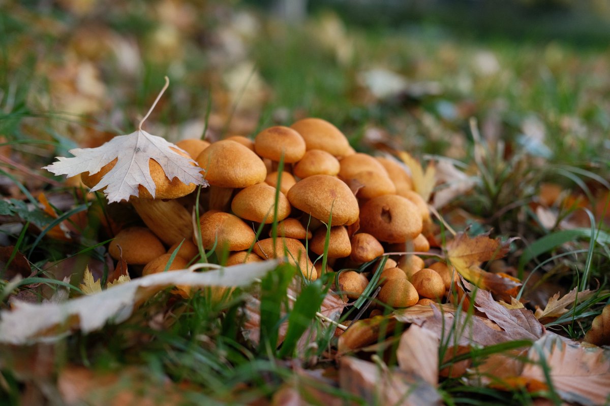 Flurdeh's tweet photo. Autumnal forest stroll https://t.co/RWIooWeEdX