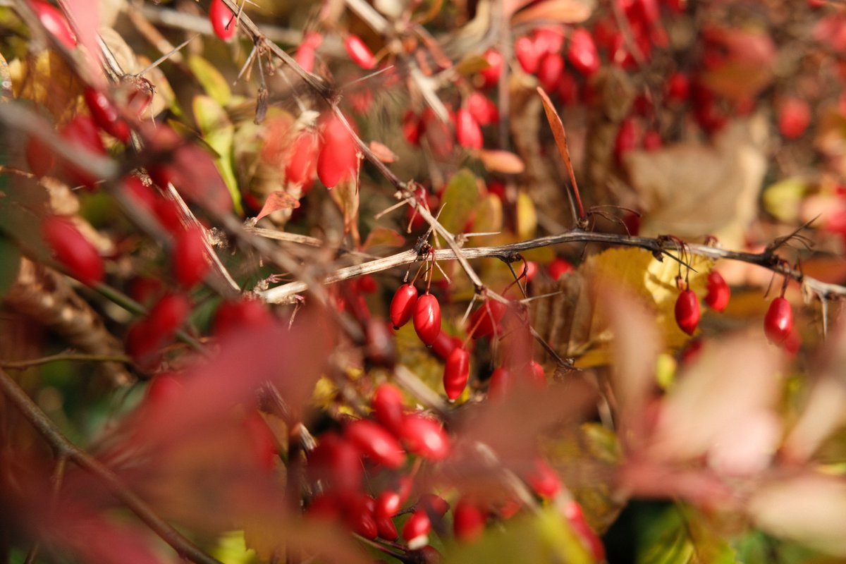 Autumnal forest stroll