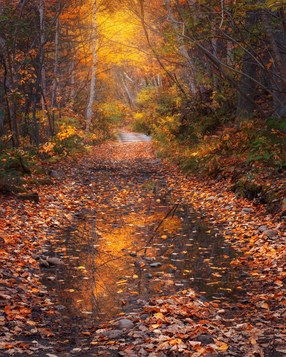 A misty wet morning along a trail at Piper's Hole Newfoundland during peak fall colours. I'm going to miss fall. Looking forward to capturing some new winter scenes this year. Thanks for viewing and have a great day!