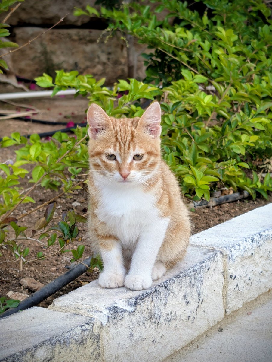 Day 2 of Cyprus cats 🇨🇾