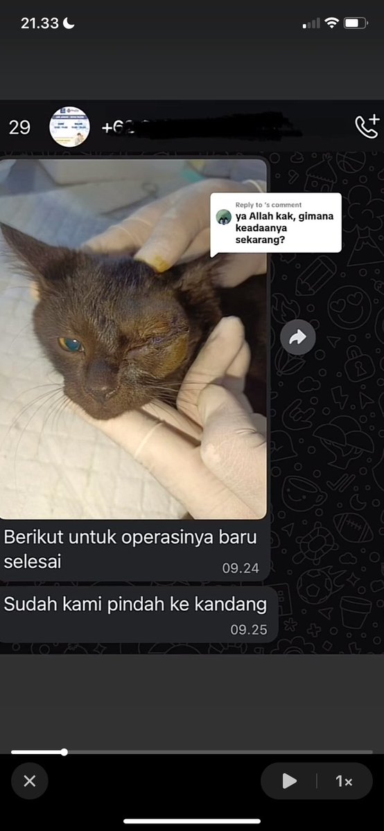 hAANiN 🐈‍⬛ tweet media