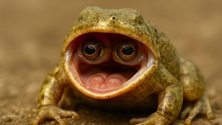 HerodotusWave tweet media