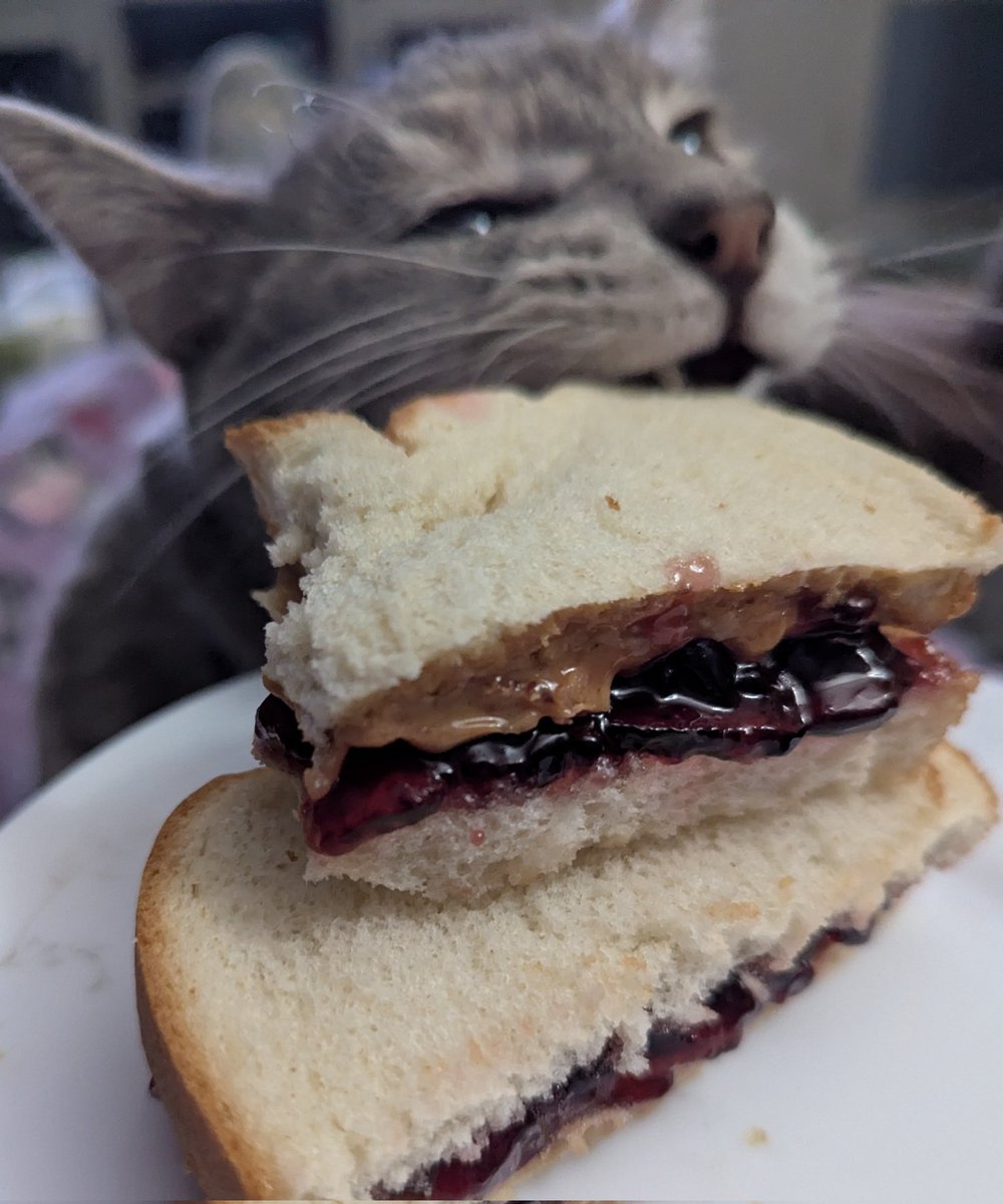 LunellaVT's tweet image. Just wanted a photo of my sandwich 😆 thanks Chupa

#Cat #CatsOfTwitter