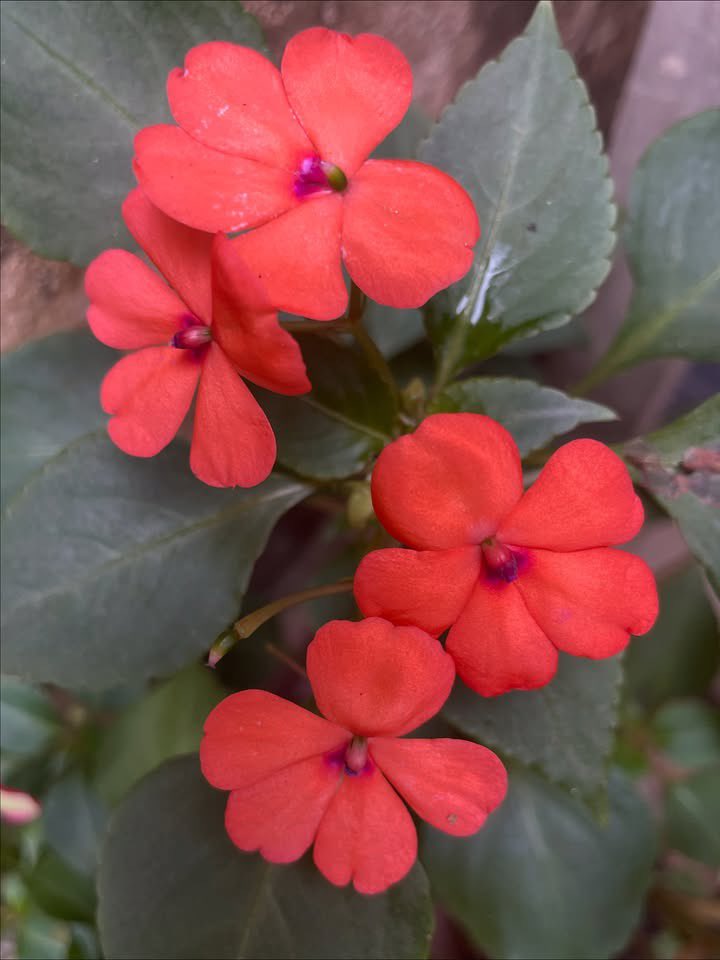 QuemPlanta's tweet photo. Essa é a Impatiens walleriana - que o povo apelidou, com certa malícia carinhosa, de maria-sem-vergonha. Ela aparece onde quer: em vasos esquecidos, cantinhos sombreados, beiradas de muro. Não espera convite, não exige solo rico, não pede atenção especial.🧶 https://t.co/azstwjpxu5