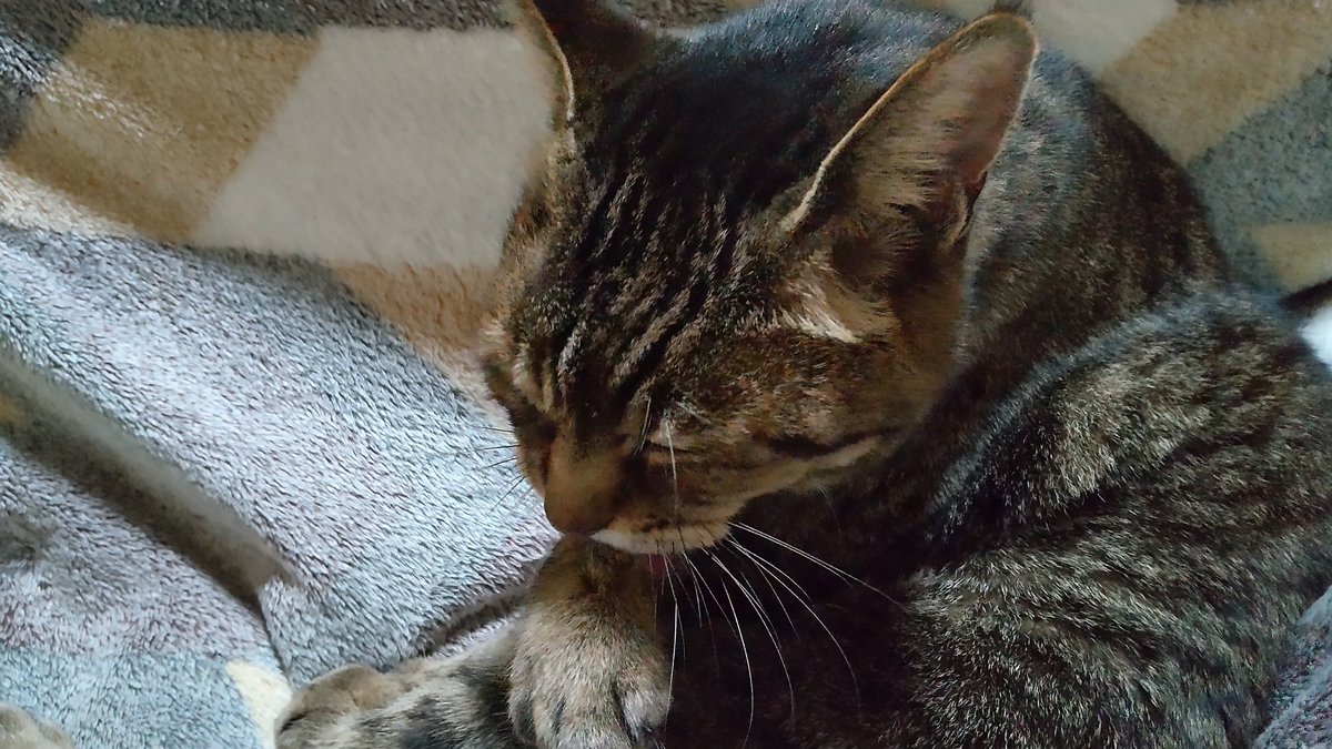 きじとら様 きじとら@nyan (@kigitorakun) / Posts / X