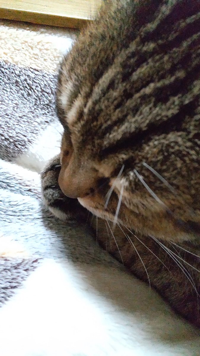 きじとら様 きじとら@nyan (@kigitorakun) / Posts / X