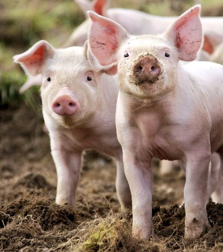 Is there a single senior opposition politician or activist who hasn’t been called a sellout by Mazizi or the Gatekeepers Club?